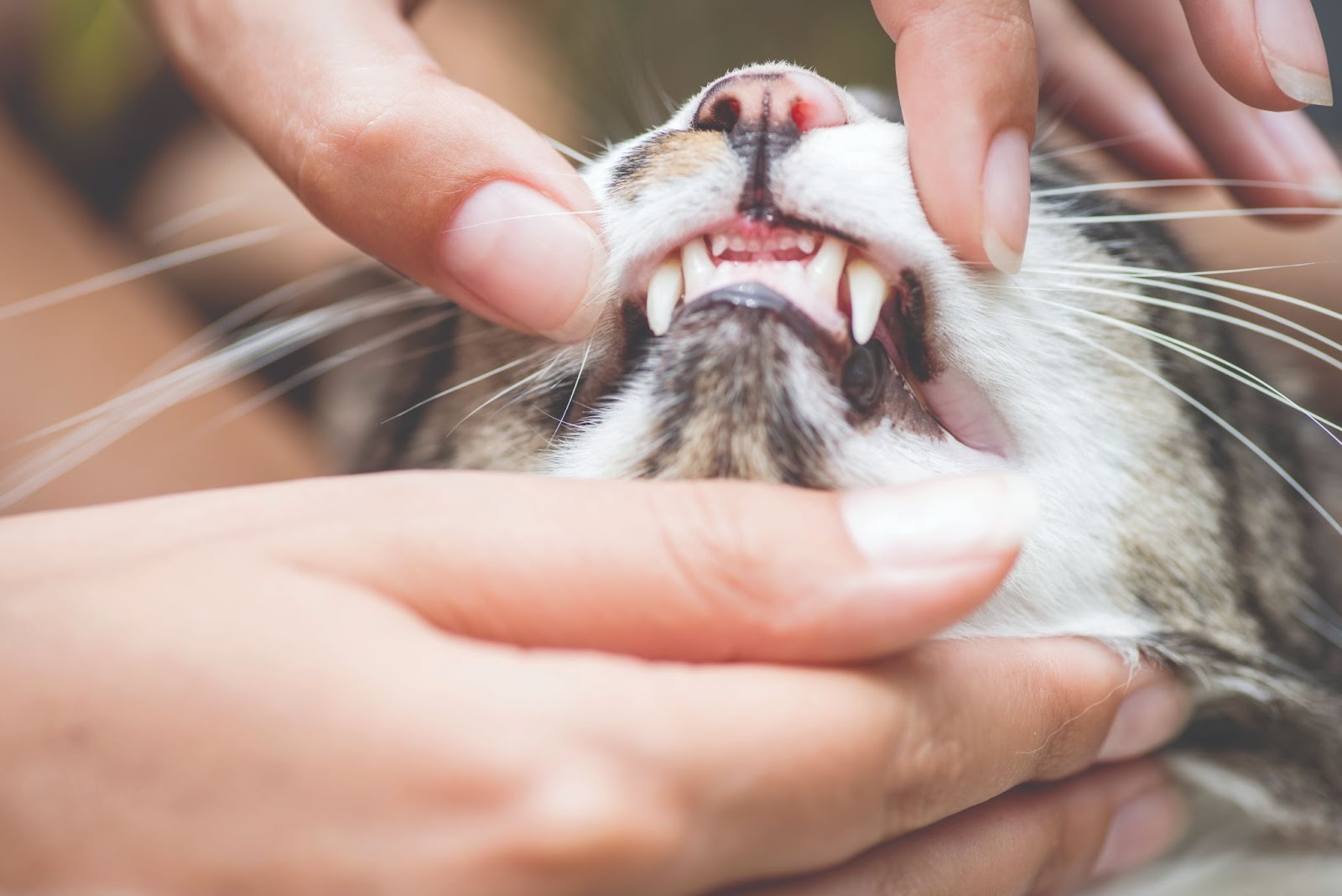 Кошачьи зубы