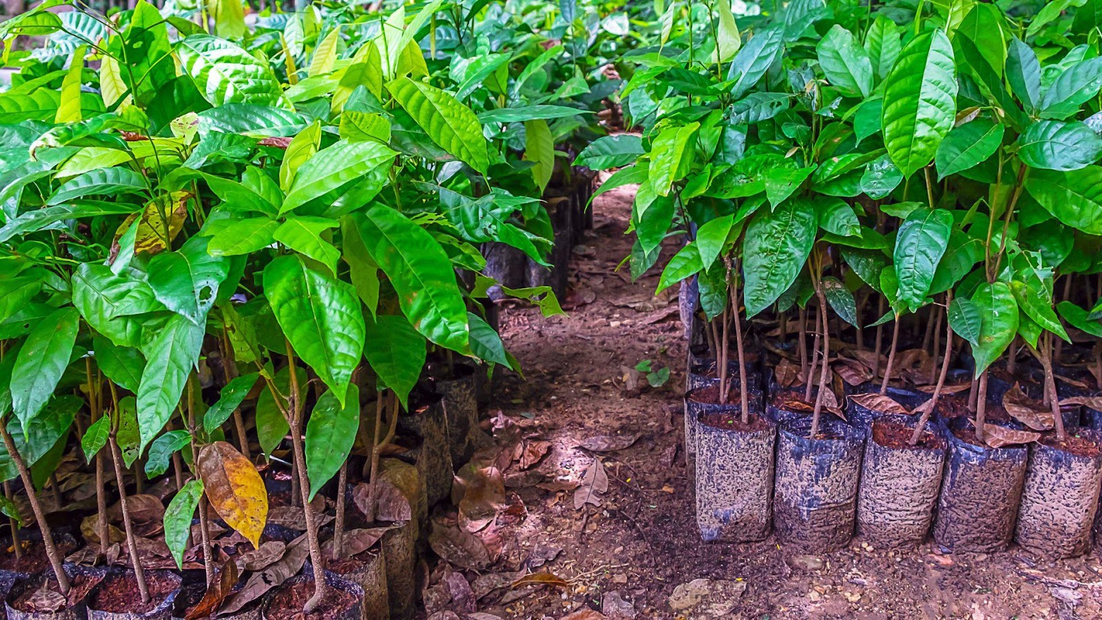 mudas-viveiro-produtores-de-cacau