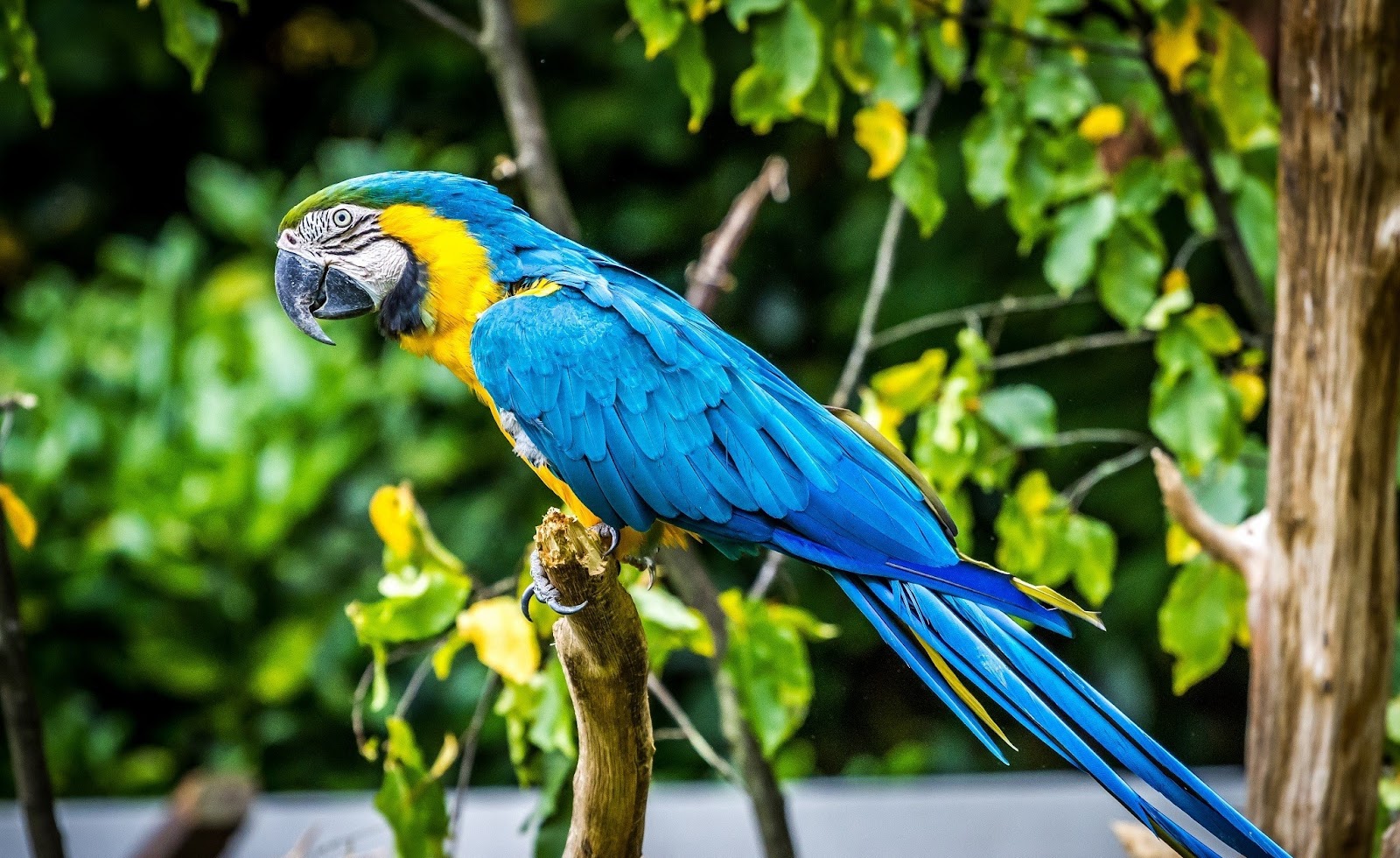 Blue Parrots For Sale