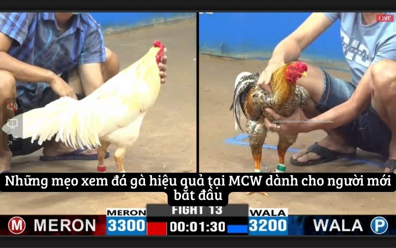 Những mẹo xem đá gà hiệu quả tại MCW dành cho người mới bắt đầu