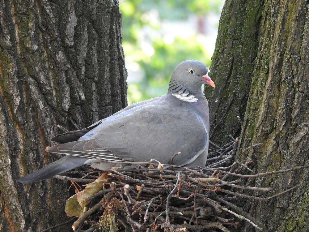 gray bird on brown tree branch during daytime