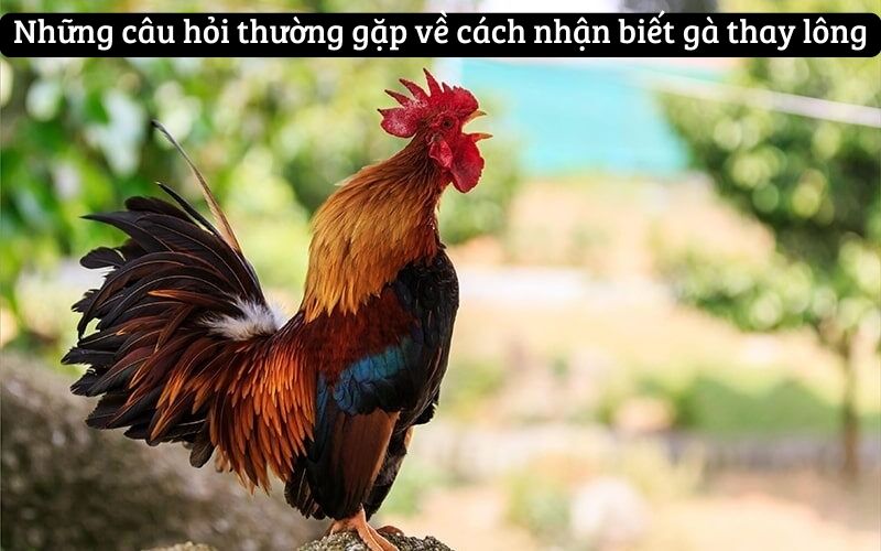 Những câu hỏi thường gặp về cách nhận biết gà thay lông