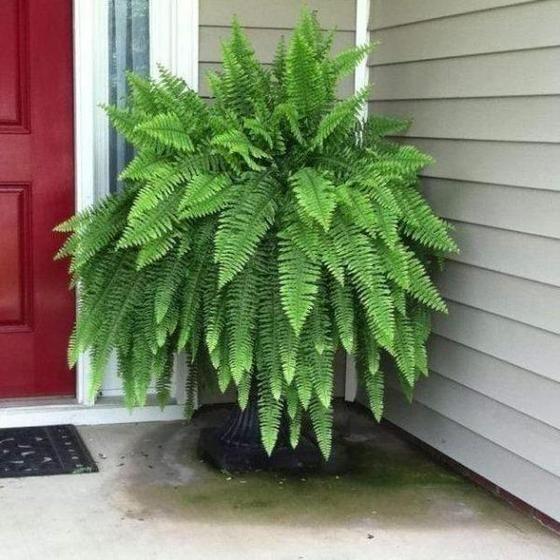 Boston Ferns 