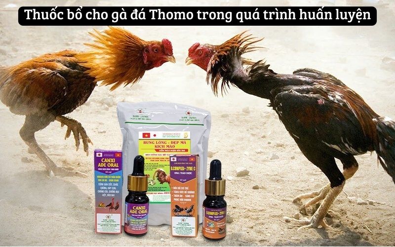 Thuốc bổ cho gà đá Thomo trong quá trình huấn luyện