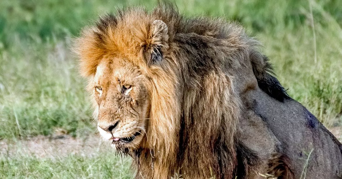 A Lion Life Span: The Oldest Lion Ever - WildLifeGrow