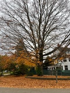Large tree with many fall leaves around it.