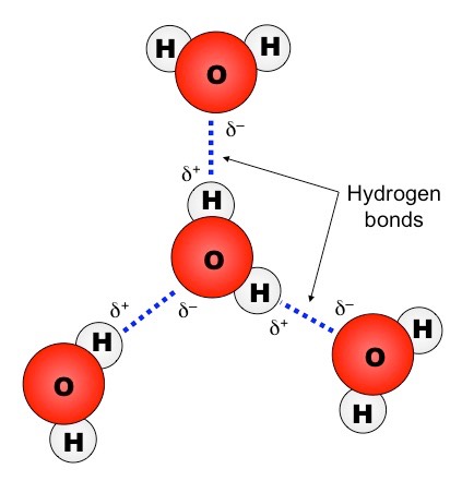 hydrogen bonding