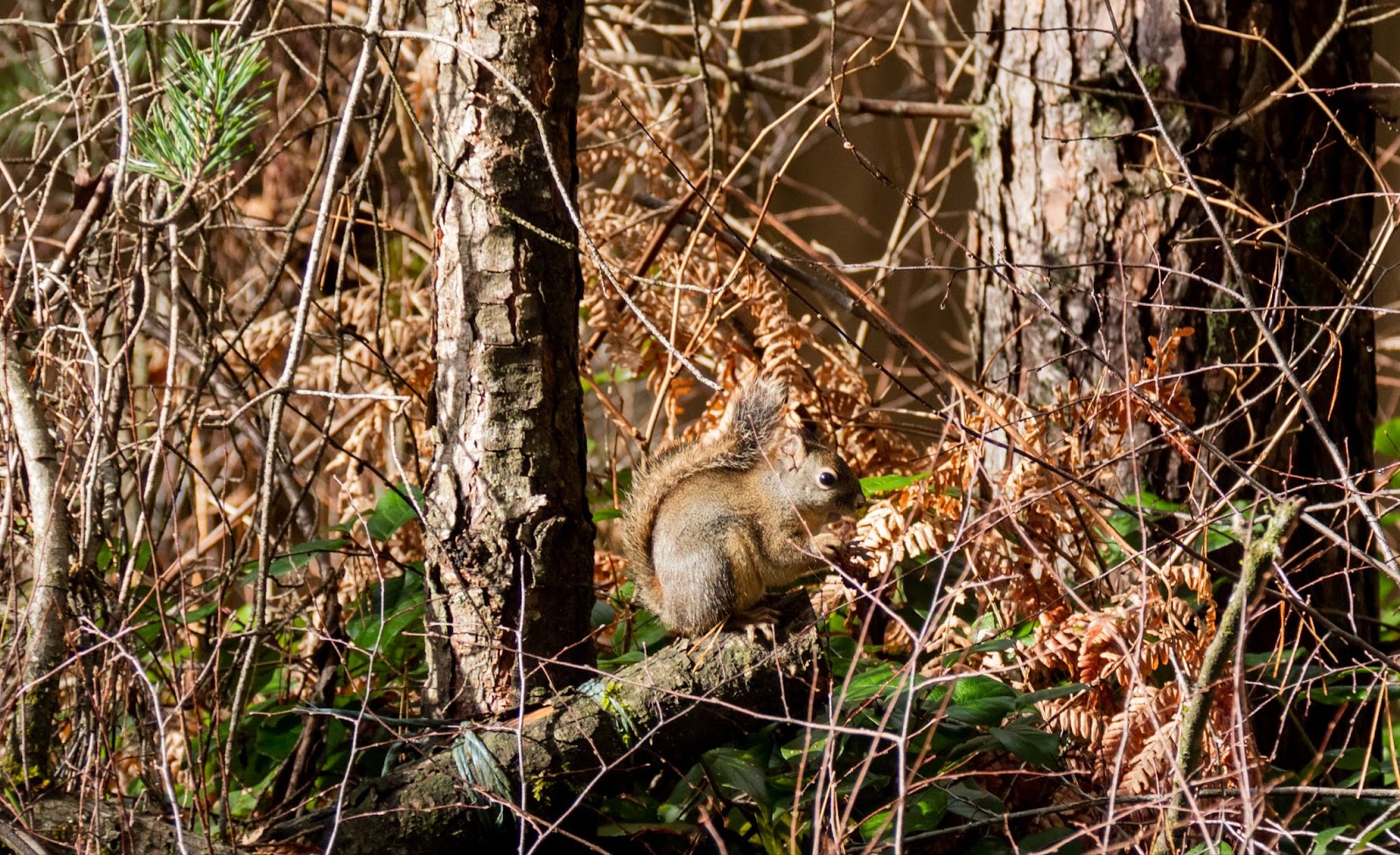 A squirrel sitting on a branch in the woods. 