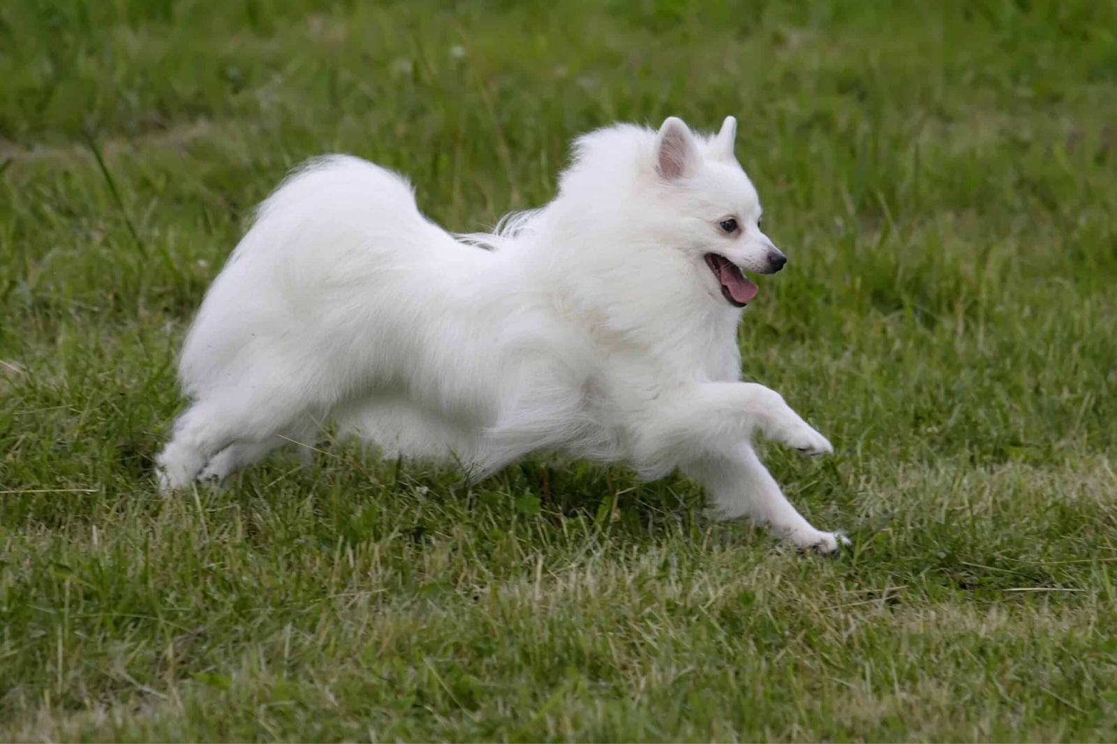 Dogs That Look Like Foxes