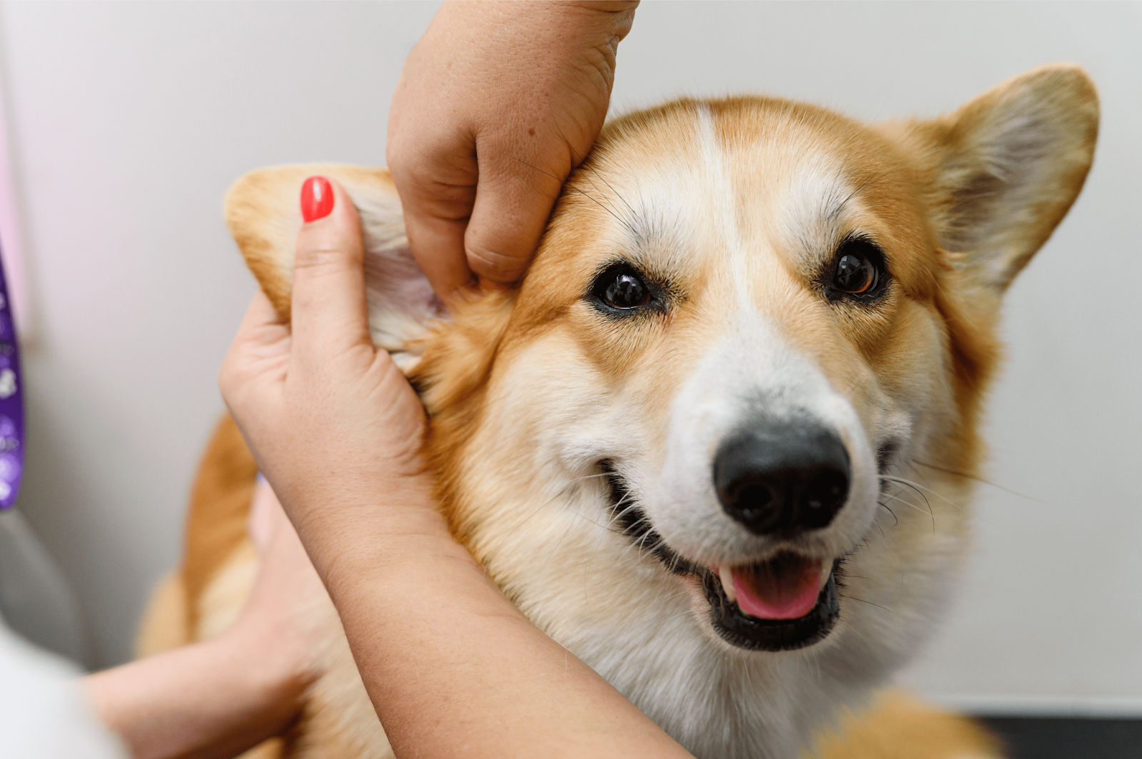 Your Guide To Dental Wellness