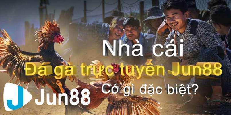 Jun88 tự hào là nền tảng đá gà trực tuyến uy tín hàng đầu thị trường