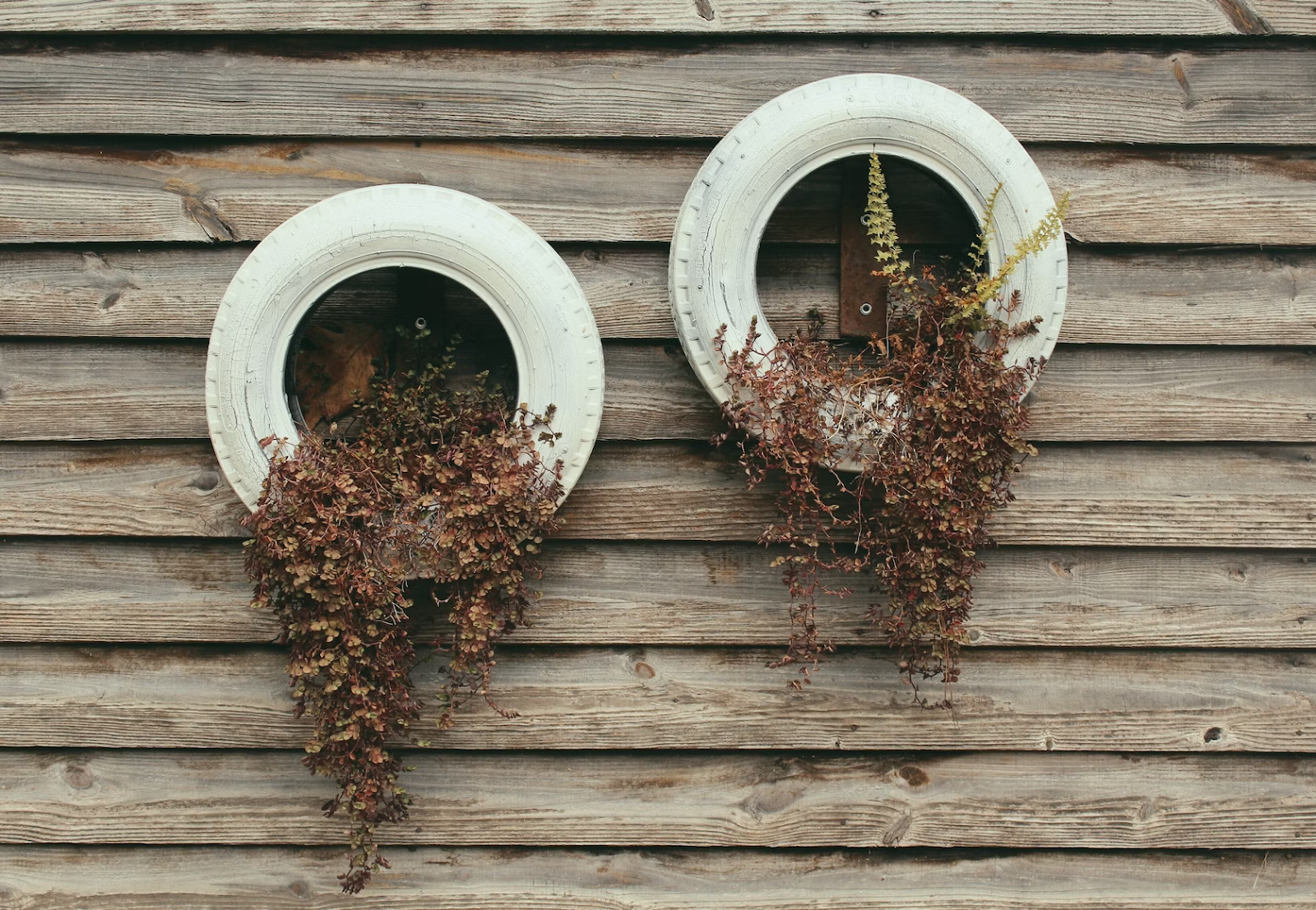 Upcycled white tires with plants mounted on a wooden paneled wall