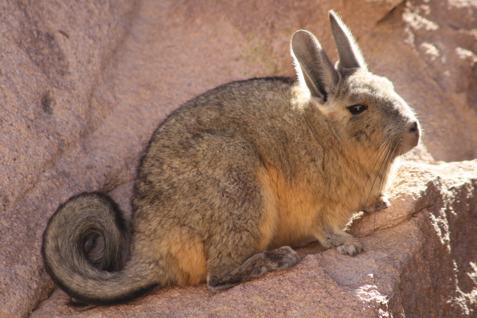 Viscacha Argentina