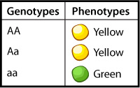Image result for genotype and phenotype