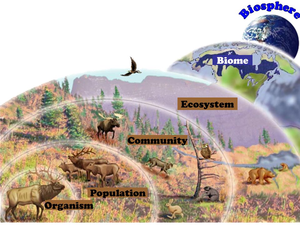 Image result for ecosystem biome