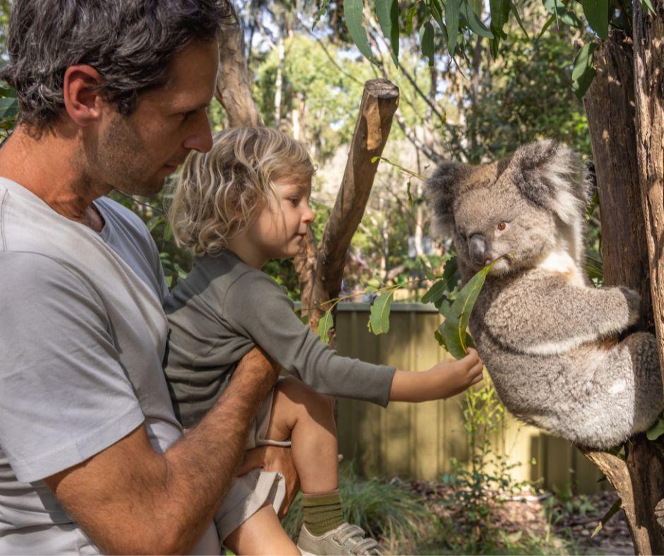 feeding koalas