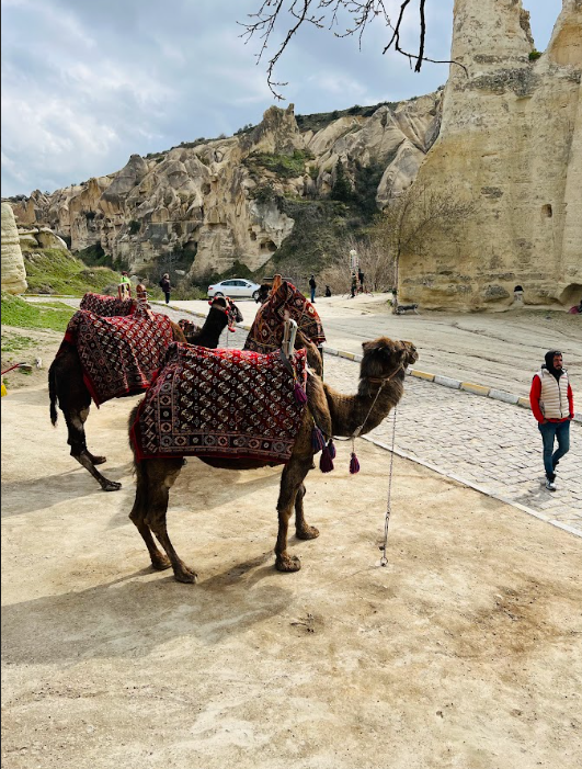 Horse Riding/Camel Safari 