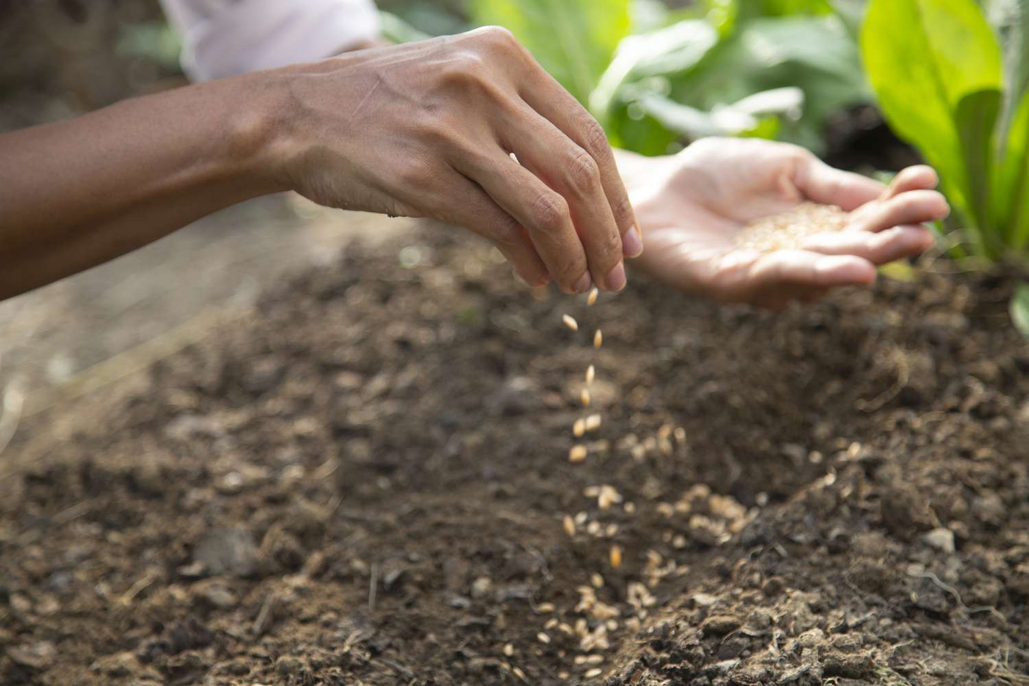 How to Sow Seeds in Winter