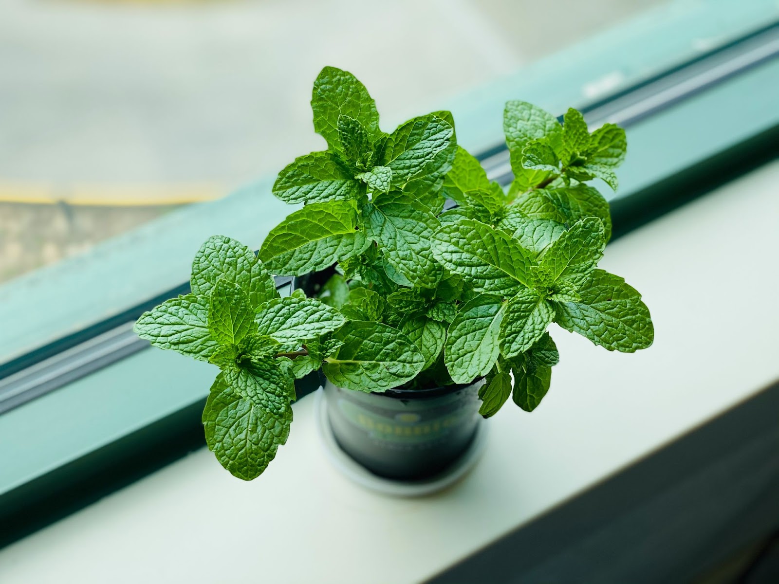 Mint, foods that cause low testosterone