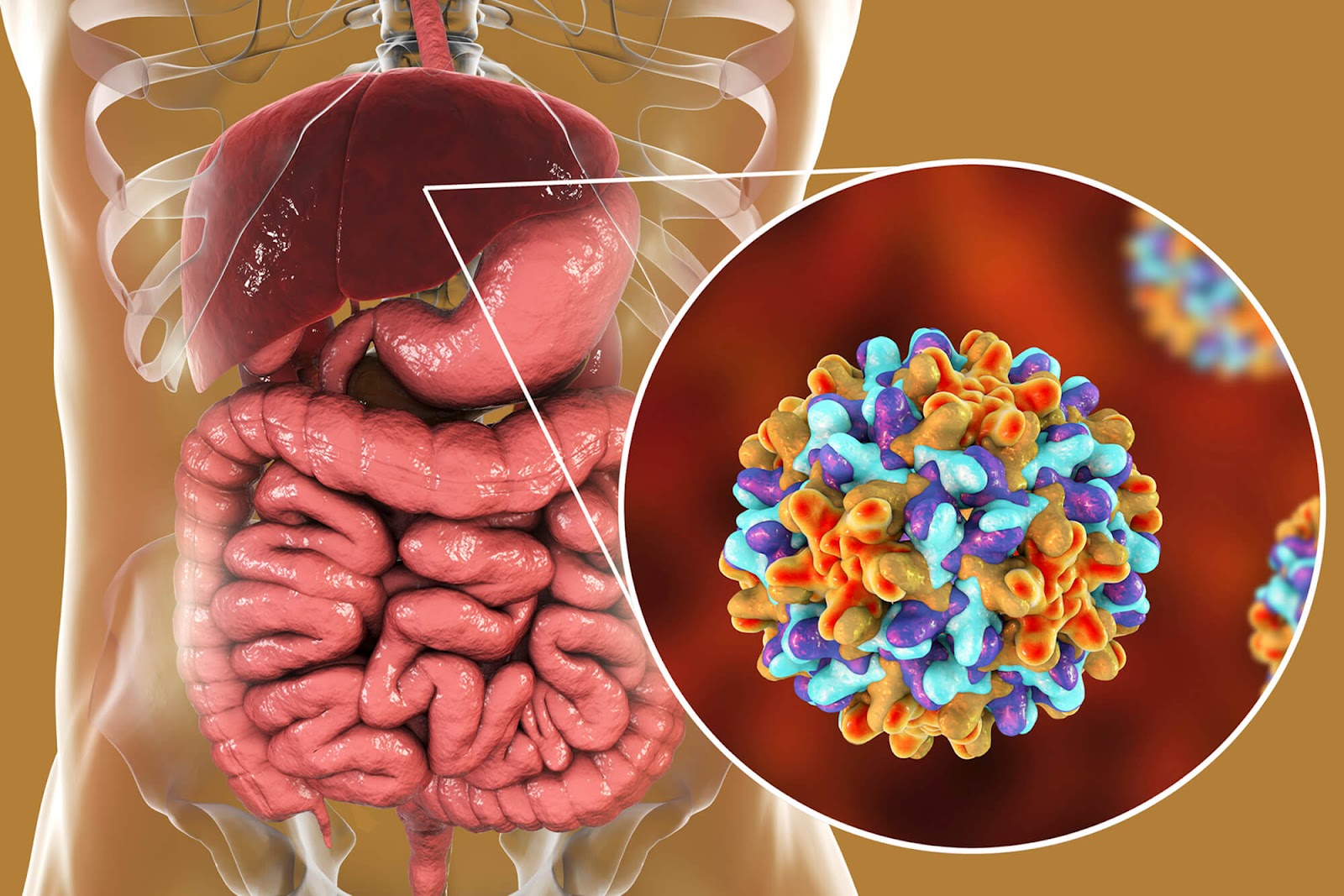 Virus HBV là thủ phạm gây nên bệnh viêm gan B