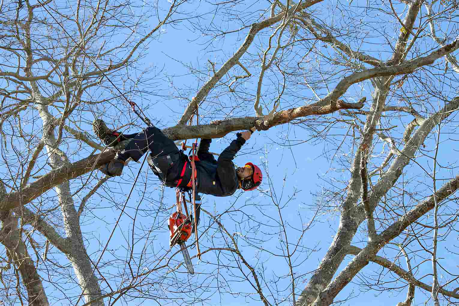 tree climbing gloves