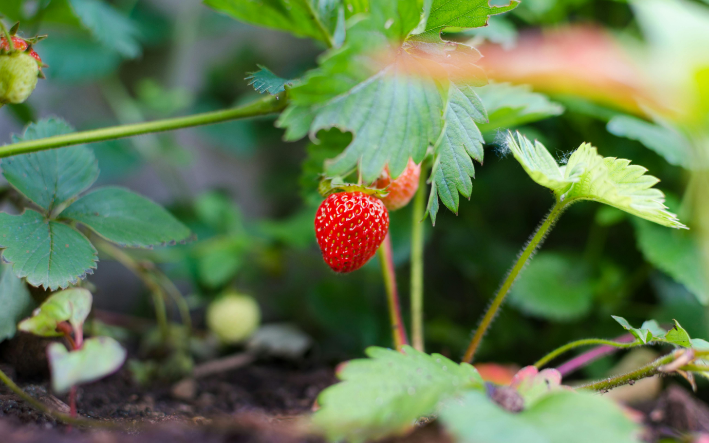 A strawberry growing on a plantDescription automatically generated