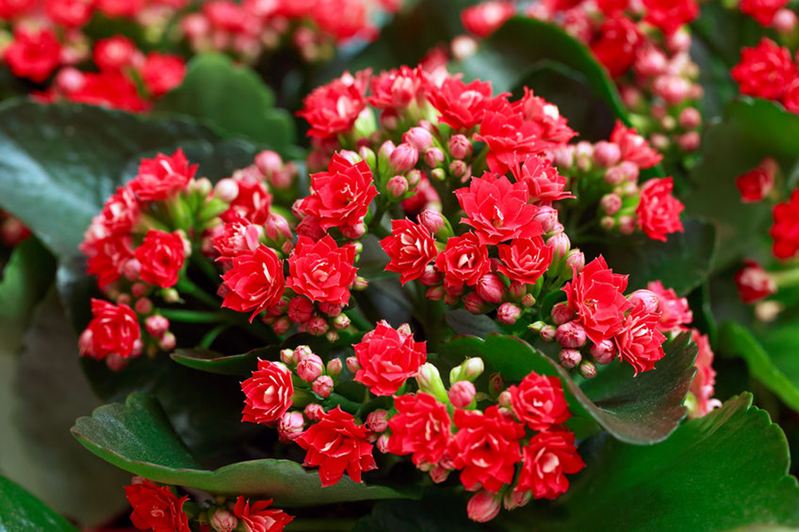 Christmas Kalanchoe (Kalanchoe blossfeldiana)