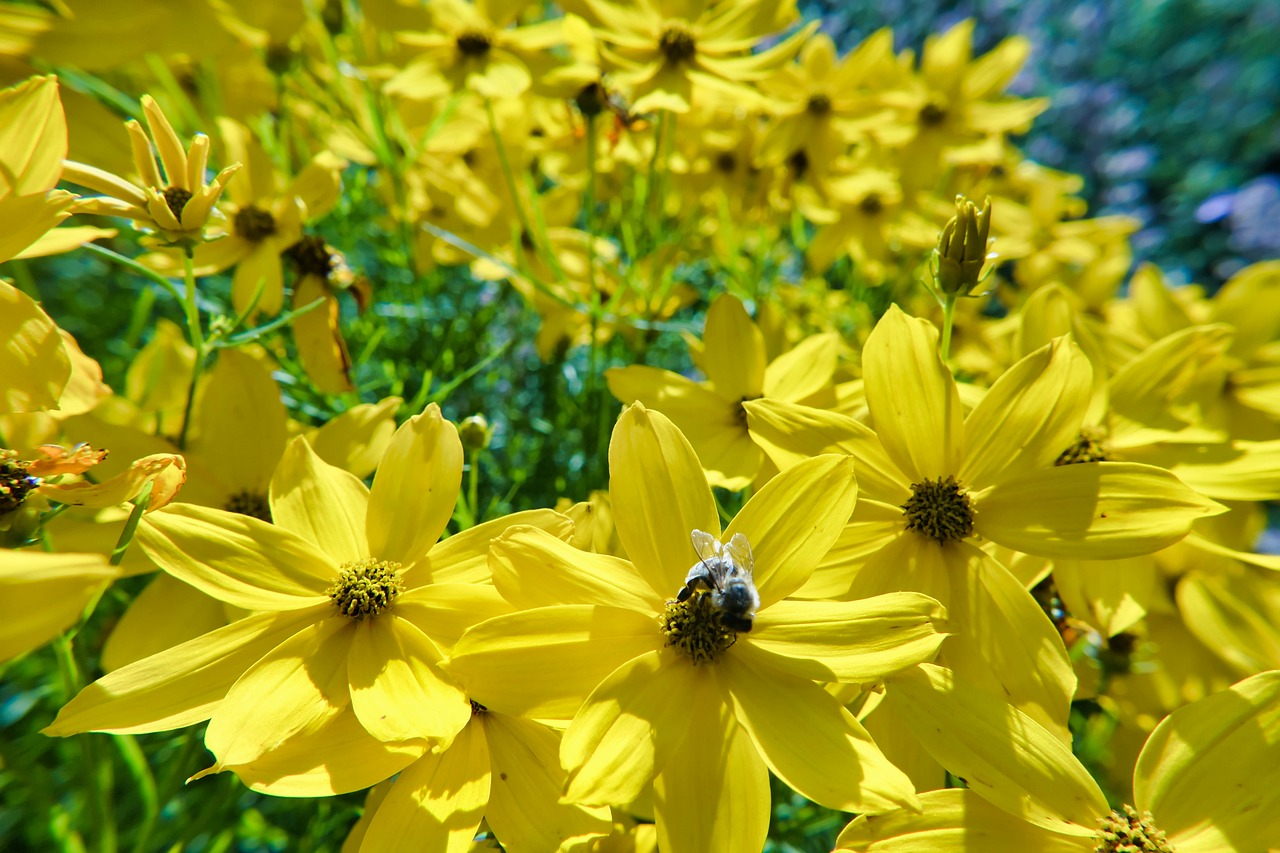 Coreopsis is among the best flowers to grow in South Florida