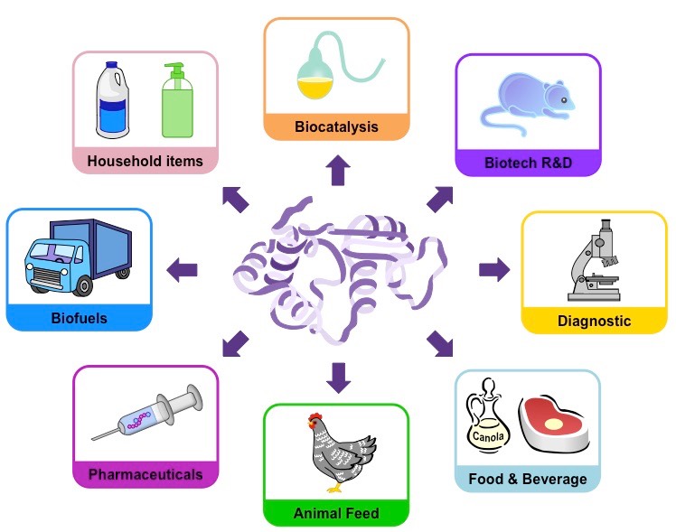 industrial uses of enzymes