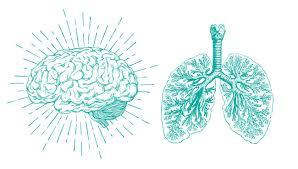 lien entre la respiration et le cerveau dans la gestion du stress