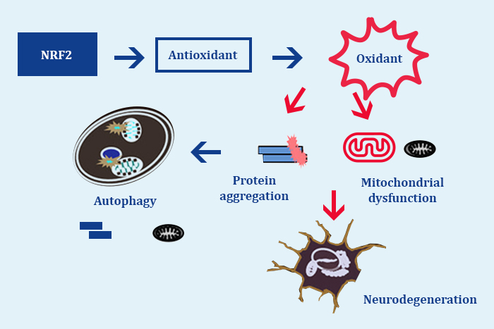 Linking Oxidative Stress to Neurodegenerative Diseases