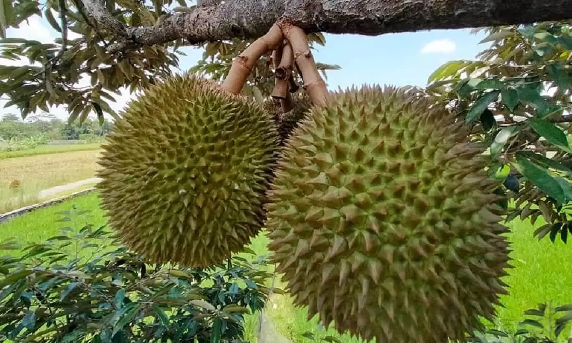 Cara Agar Durian Cepat Matang