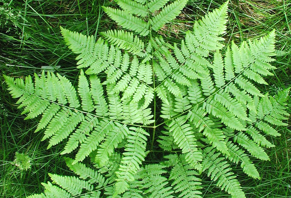 Bracken Fern (Pteridium aquilinum)