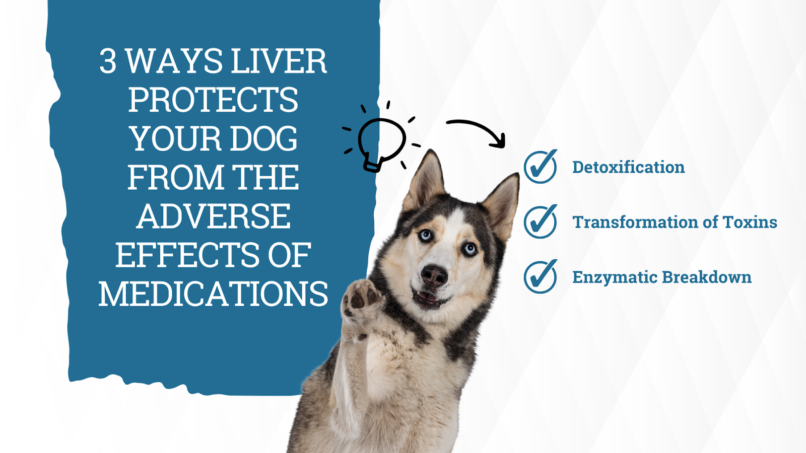 3 ways the liver protects your dog from medications