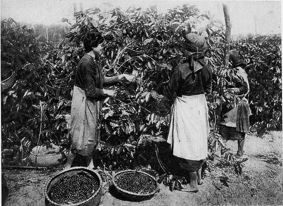 Lịch sử cà phê Việt Nam: Từ khởi đầu đến khẳng định vị thế trên thế giới
