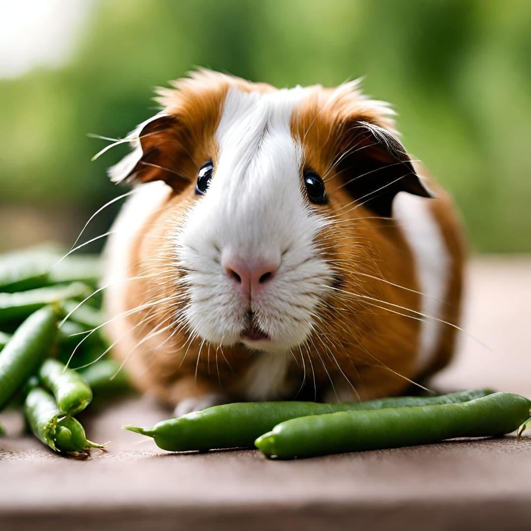 guinea pig eats green beans 