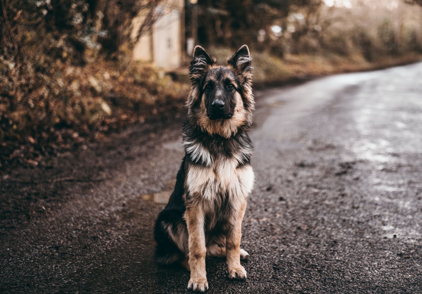 Dobermann