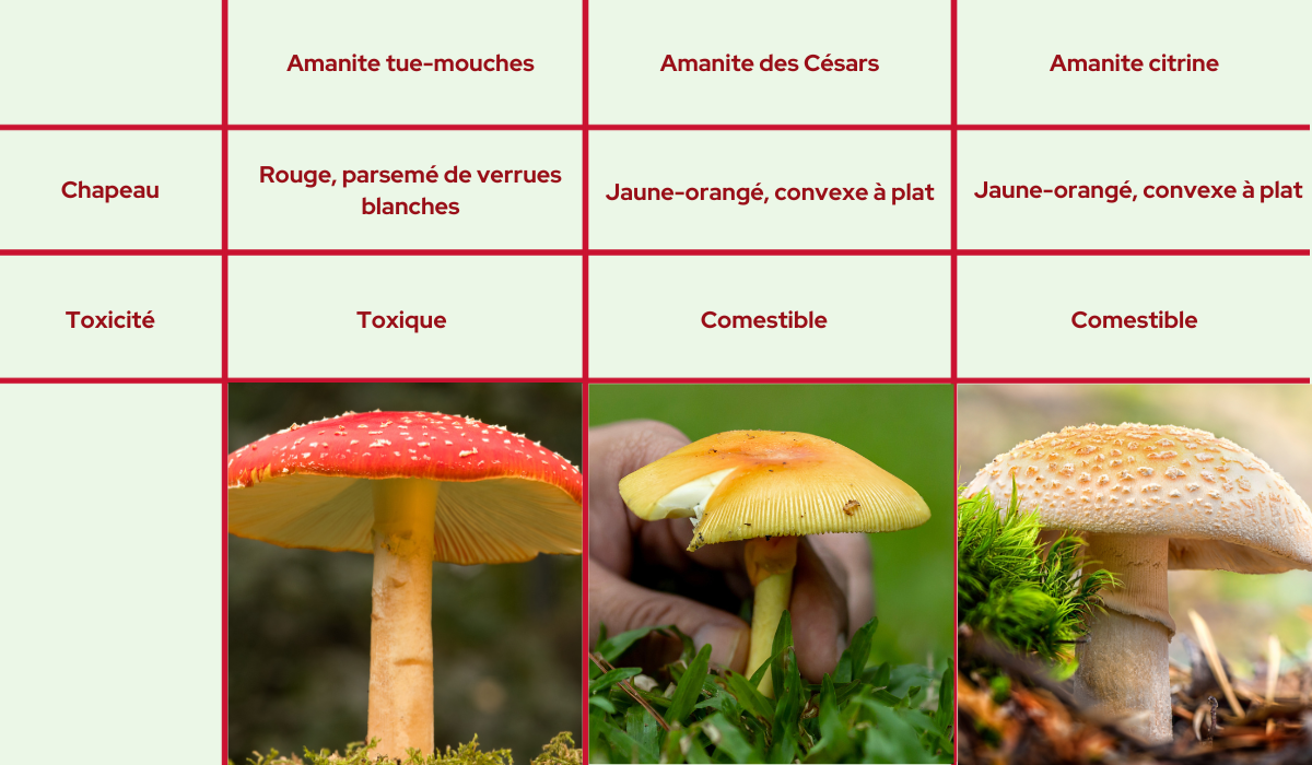 comparaison-de-champignons-toxiques