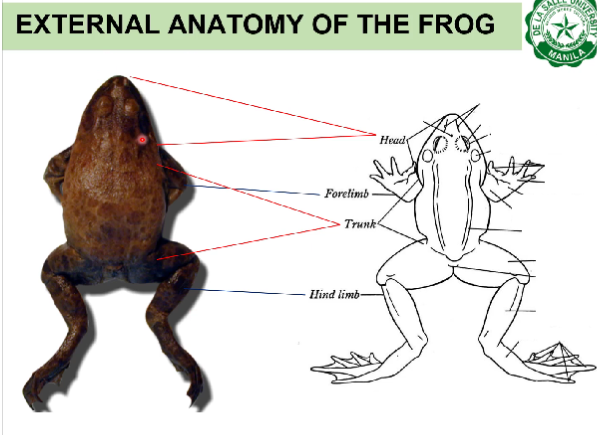 External Anatomy of Toads Notes | Knowt