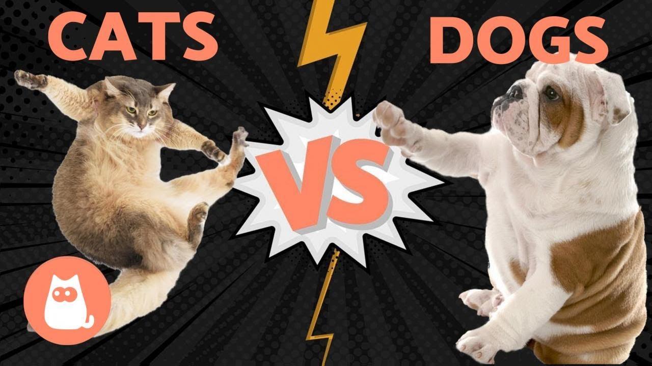 DOGS vs CATS - Who Wins Using Scientific Research? - YouTube