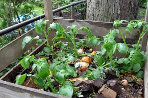 Does a potato need to be grown in soil