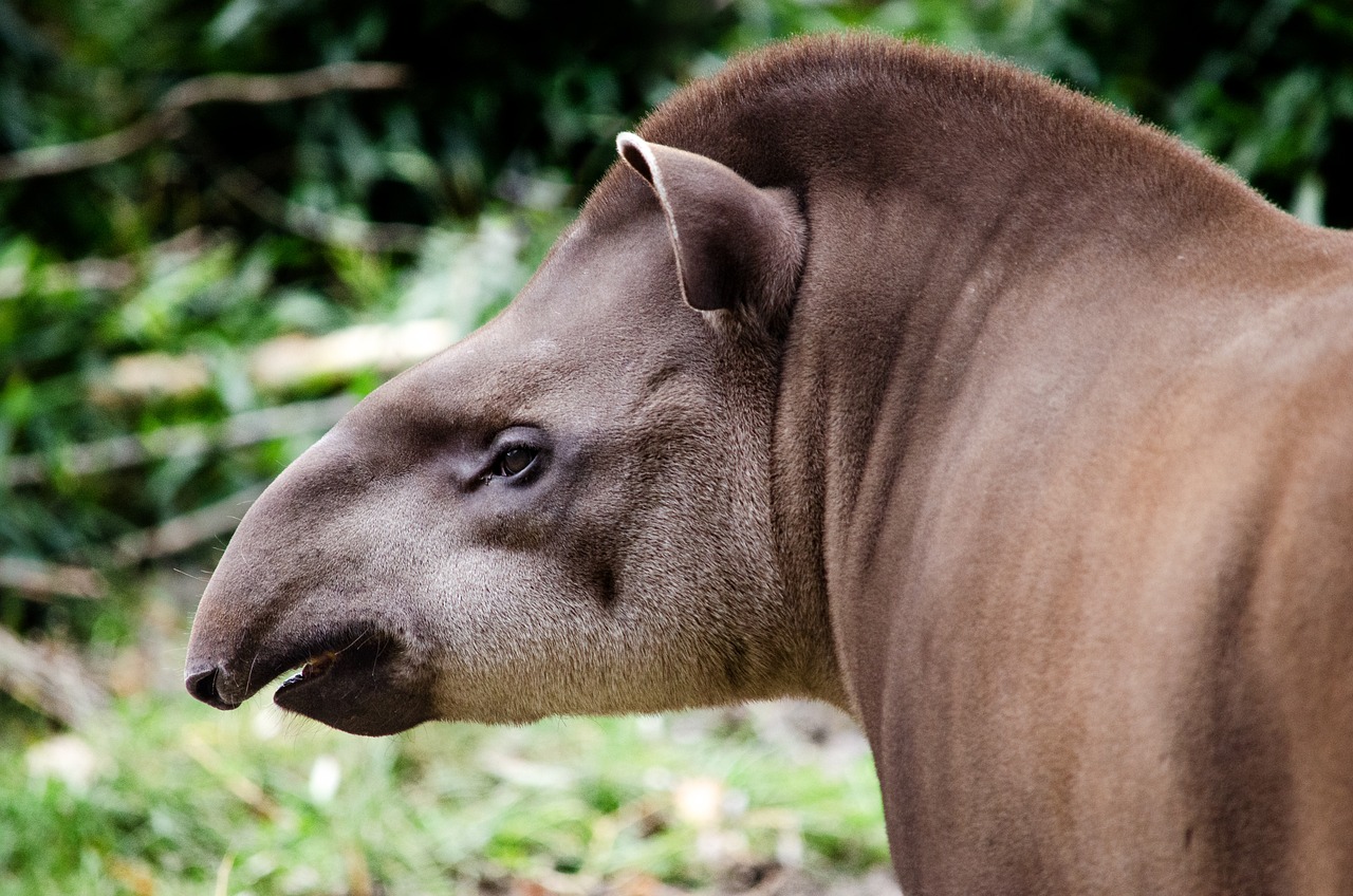 Marching for Millennia: Discovering the Tapirs — Earth’s Prehistoric Wanderers