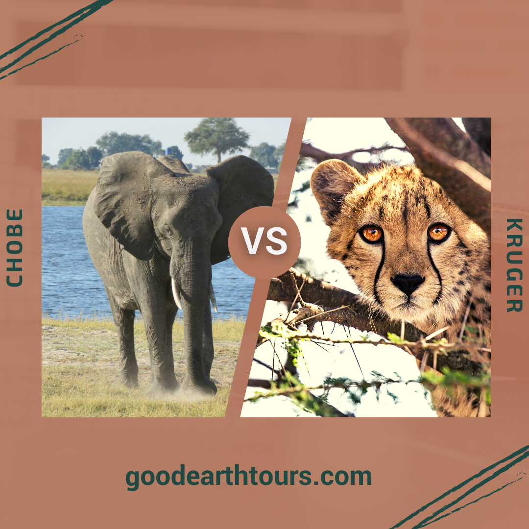 Two of the best safari destinations in Africa are  Chobe Vs Kruger 