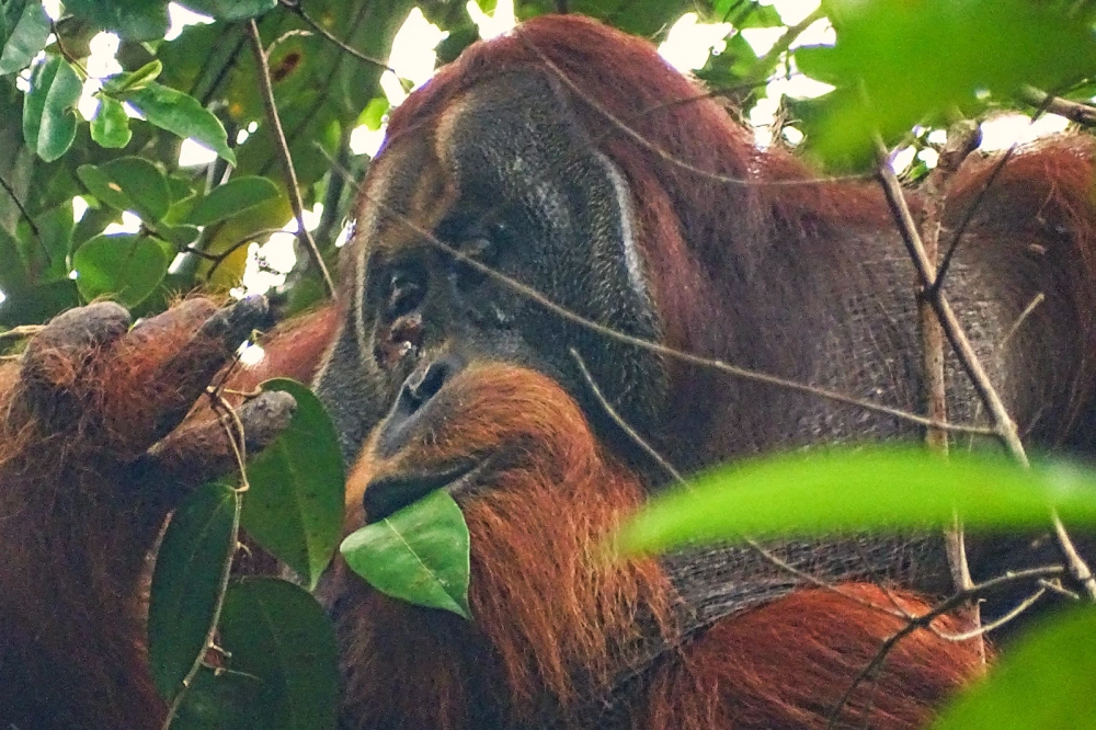 Rakus the orangutan with a pink wound under his eye