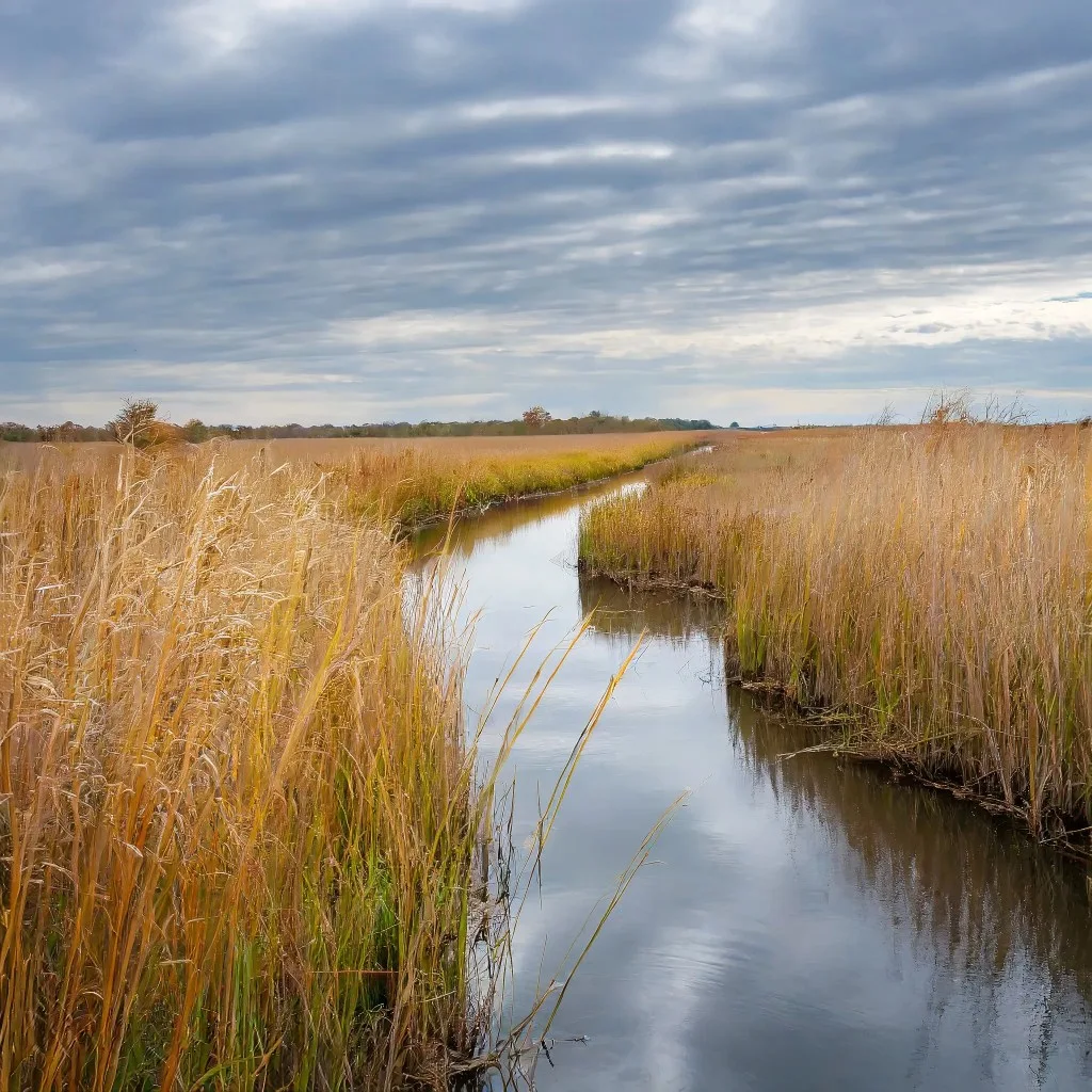 A serene wetlands scene with a narrow waterway meandering through tall grasses that have turned a golden brown, suggesting early autumn. The overcast sky is heavy with stratocumulus clouds, reflecting a somber mood onto the landscape.