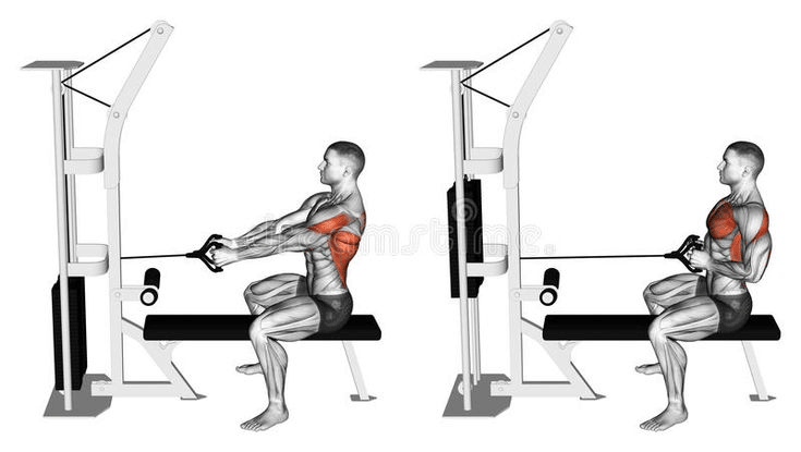 seated chest press