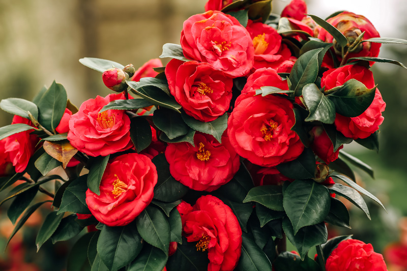 Red Camellias (Camellia japonica)