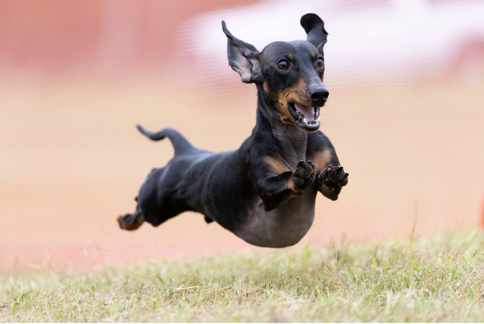 Professional photography image of a happy jumping dog