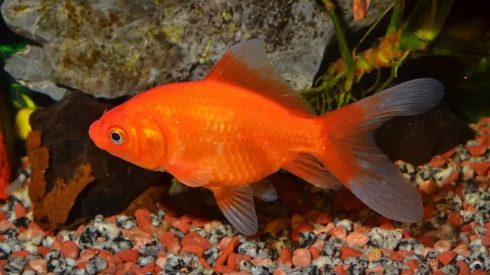 Lucky fish for the aquarium: Goldfish.