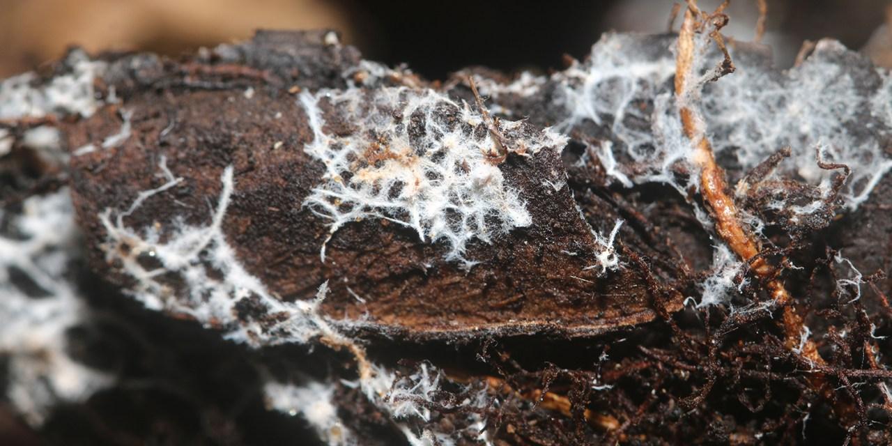 Mycorrhiza svampe